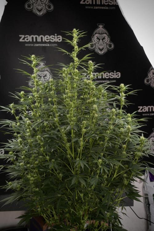 Cosmic Noodles a Zamnesia Dish. Week 9 - Plant A 