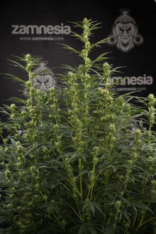 Cosmic Noodles a Zamnesia Dish. Week 9 - Plant A 
