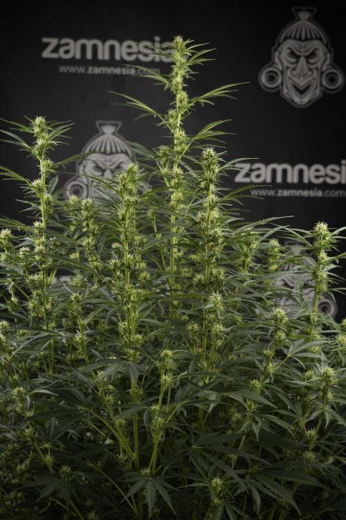 Cosmic Noodles a Zamnesia Dish. Week 9 - Plant A 