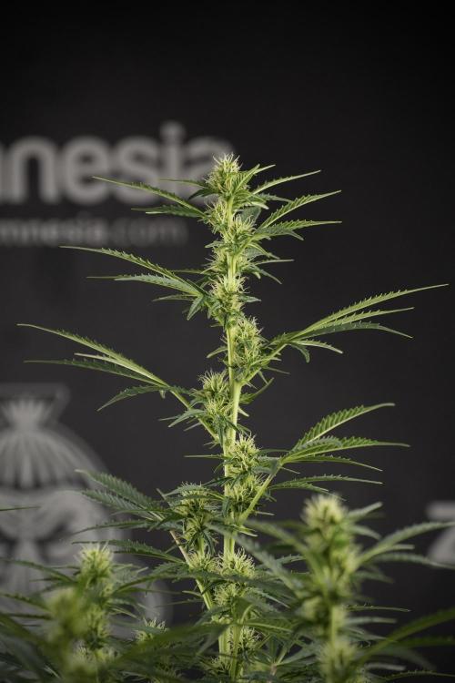 Cosmic Noodles a Zamnesia Dish. Week 9 - Plant A 