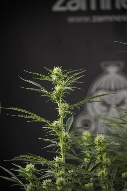 Cosmic Noodles a Zamnesia Dish. Week 9 - Plant A 