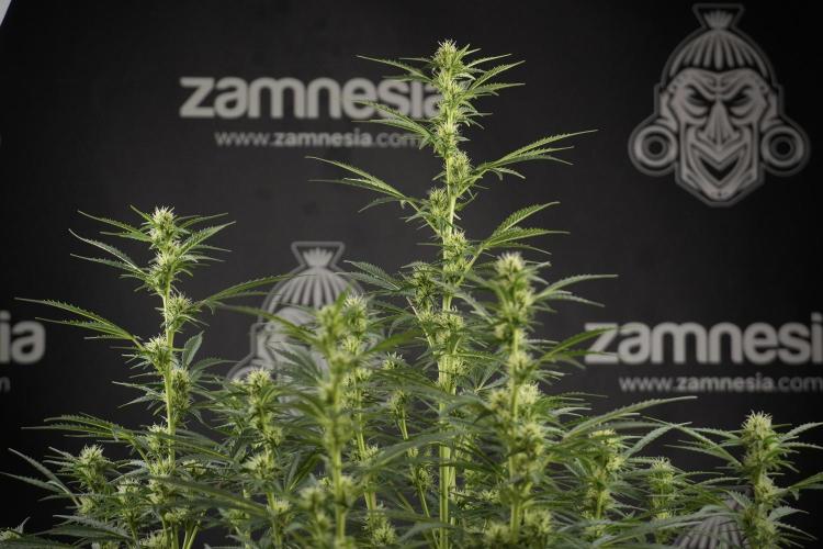 Cosmic Noodles a Zamnesia Dish. Week 9 - Plant A 