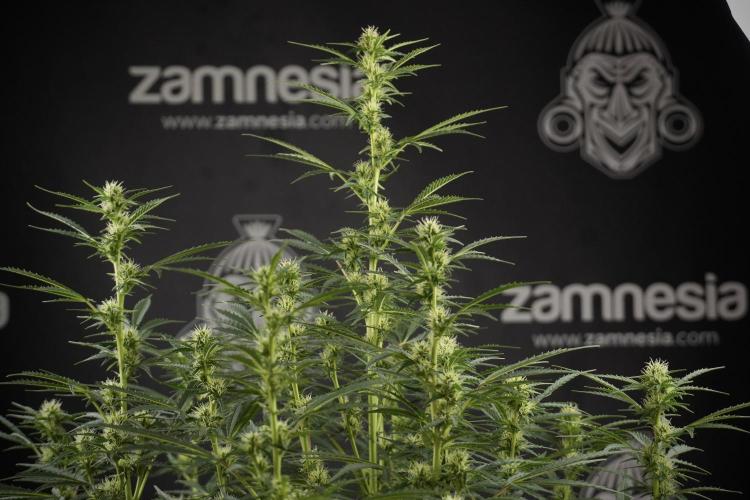 Cosmic Noodles a Zamnesia Dish. Week 9 - Plant A 