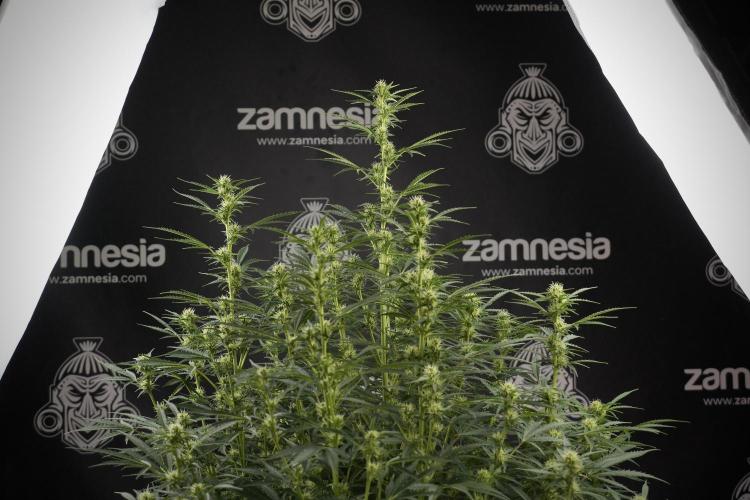 Cosmic Noodles a Zamnesia Dish. Week 9 - Plant A 