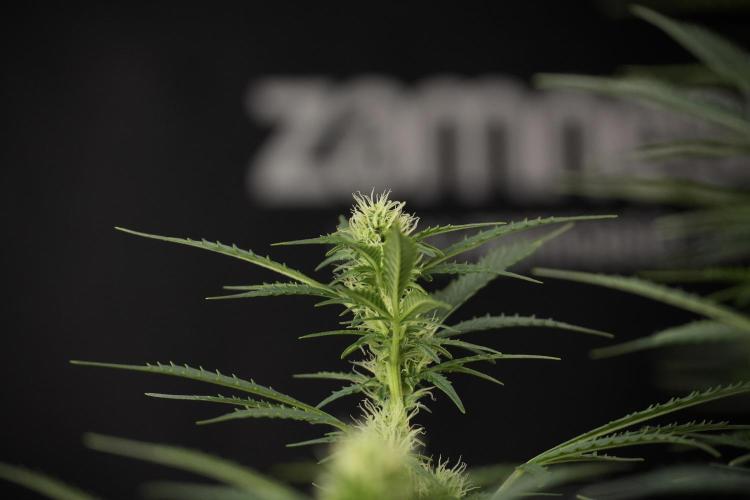Cosmic Noodles a Zamnesia Dish. Week 9 - Plant A 