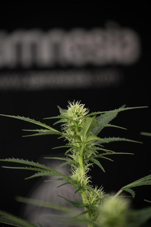 Cosmic Noodles a Zamnesia Dish. Week 9 - Plant A 