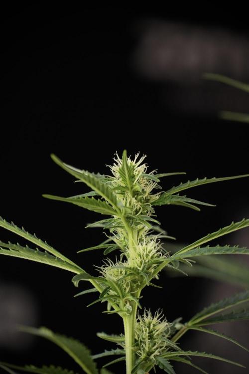 Cosmic Noodles a Zamnesia Dish. Week 9 - Plant A 