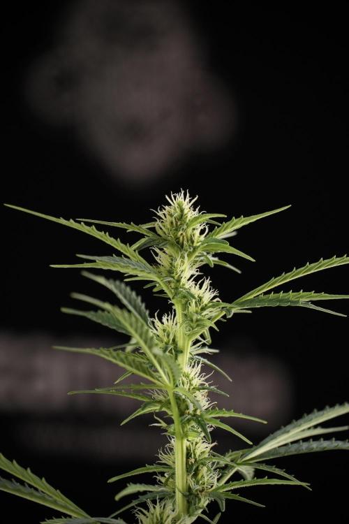 Cosmic Noodles a Zamnesia Dish. Week 9 - Plant A 