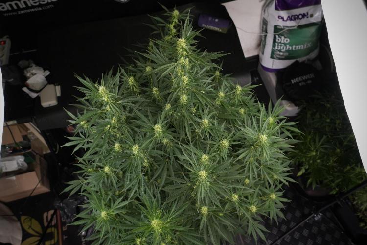 Cosmic Noodles a Zamnesia Dish. Week 9 - Plant A 