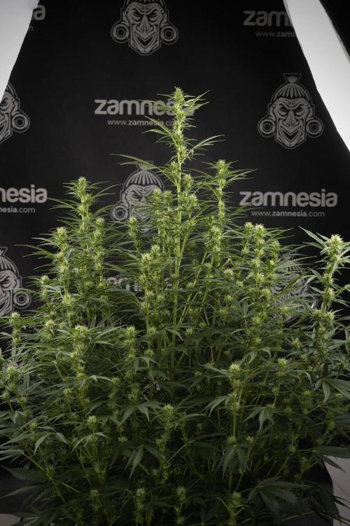 Cosmic Noodles a Zamnesia Dish. Week 9 - Plant A 