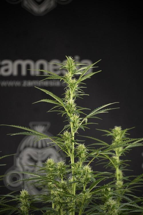 Cosmic Noodles a Zamnesia Dish. Week 9 - Plant A 