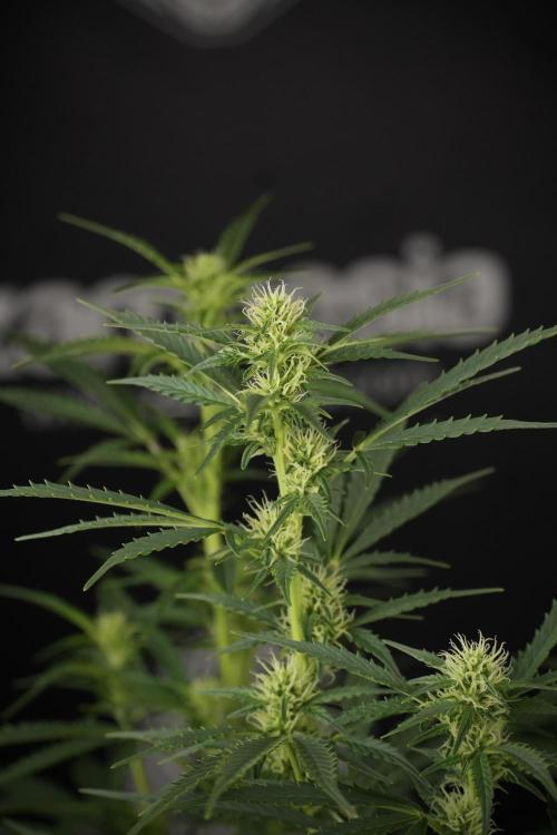 Cosmic Noodles a Zamnesia Dish. Week 9 - Plant A 