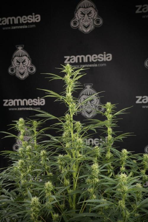 Cosmic Noodles a Zamnesia Dish. Week 9 - Plant A 