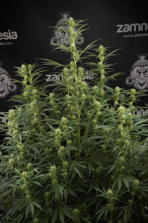 Cosmic Noodles a Zamnesia Dish. Week 9 - Plant A 