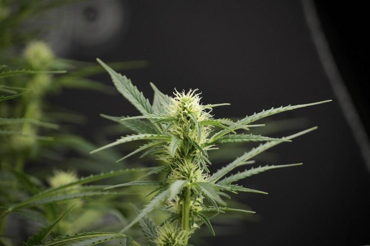 Cosmic Noodles a Zamnesia Dish. Week 9 - Plant A 