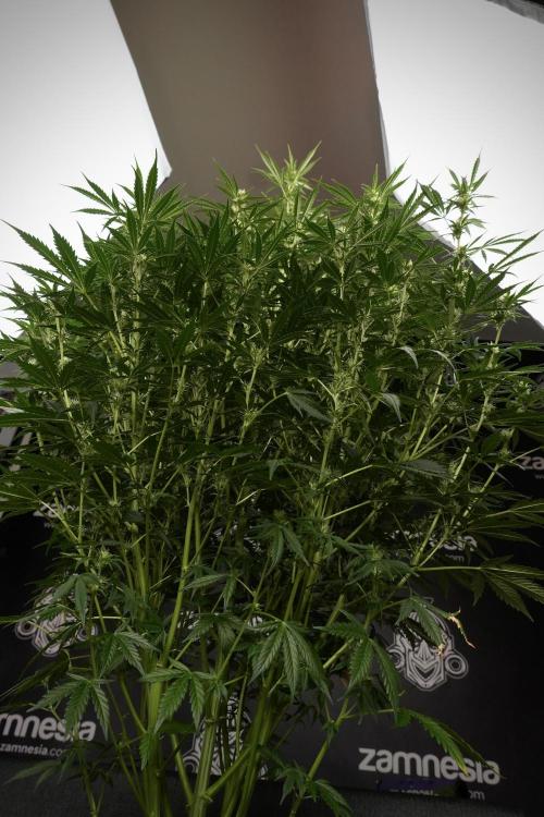 Cosmic Noodles a Zamnesia Dish. Week 9 - Plant A 