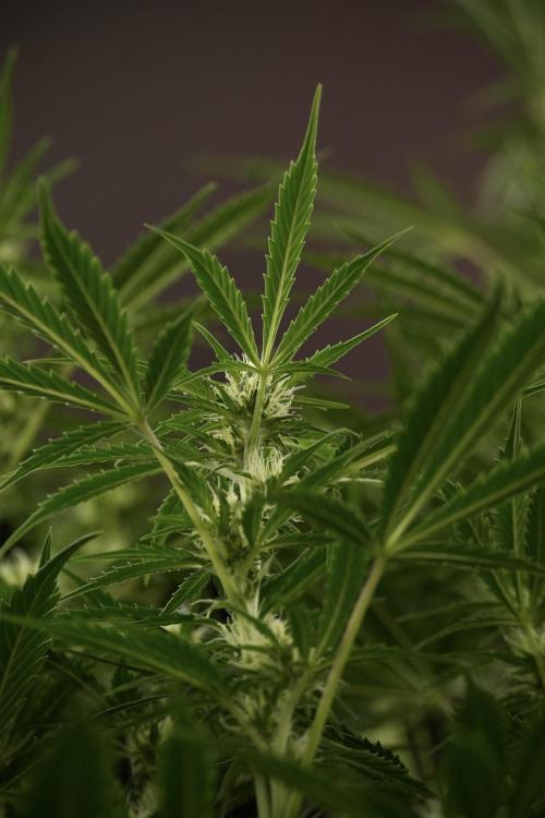 Cosmic Noodles a Zamnesia Dish. Week 9 - Plant A 