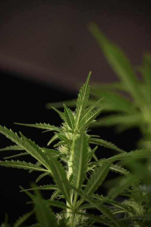 Cosmic Noodles a Zamnesia Dish. Week 9 - Plant A 