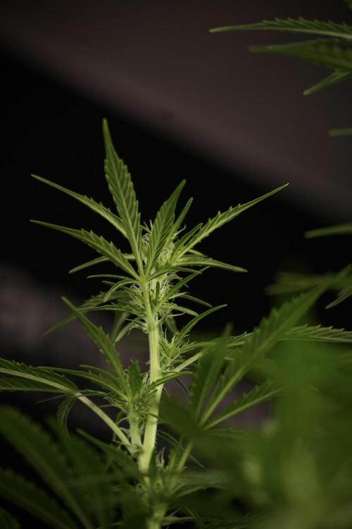 Cosmic Noodles a Zamnesia Dish. Week 9 - Plant A 