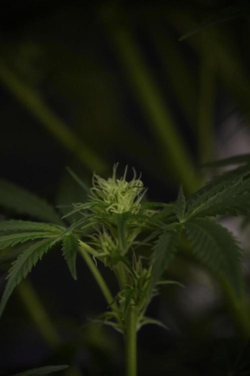 Cosmic Noodles a Zamnesia Dish. Week 9 - Plant A 