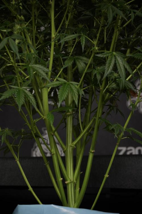 Cosmic Noodles a Zamnesia Dish. Week 9 - Plant A 