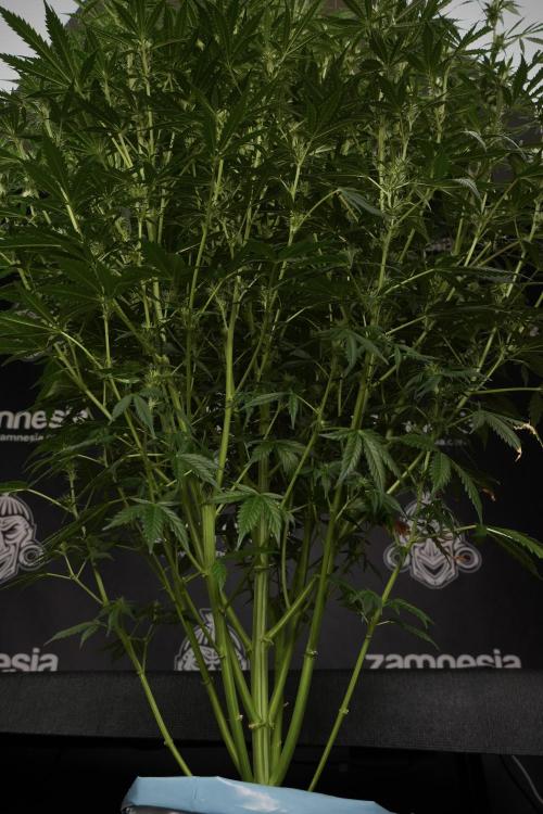 Cosmic Noodles a Zamnesia Dish. Week 9 - Plant A 