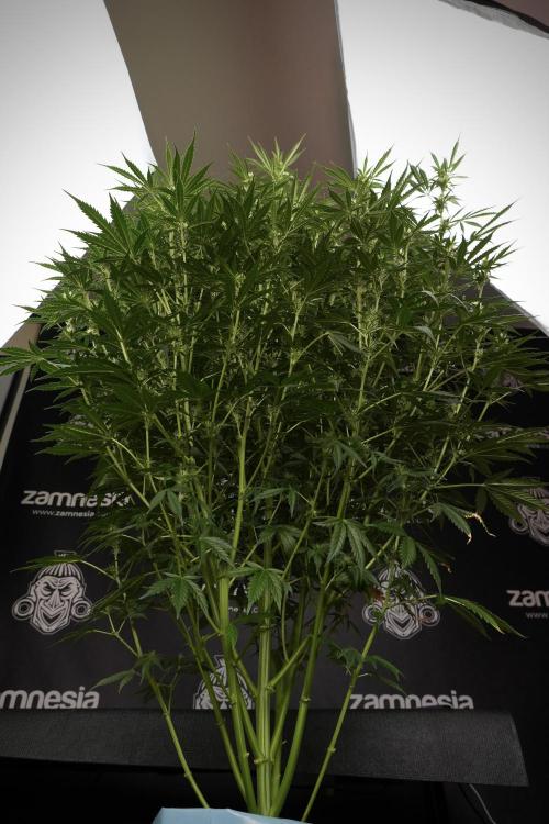 Cosmic Noodles a Zamnesia Dish. Week 9 - Plant A 