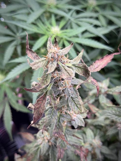 Cosmic Noodles a Zamnesia Dish. Week 9 - Over watered Plant