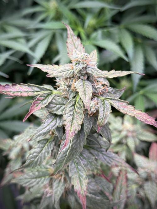 Cosmic Noodles a Zamnesia Dish. Week 9 - Over watered Plant