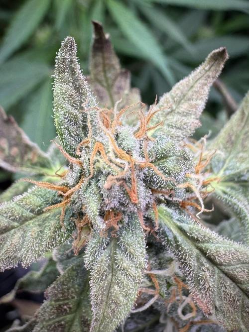 Cosmic Noodles a Zamnesia Dish. Week 9 - Over watered Plant