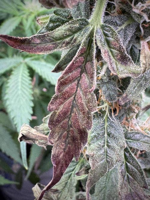 Cosmic Noodles a Zamnesia Dish. Week 9 - Over watered Plant