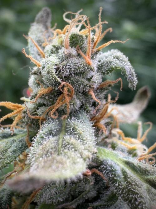 Cosmic Noodles a Zamnesia Dish. Week 9 - Over watered Plant