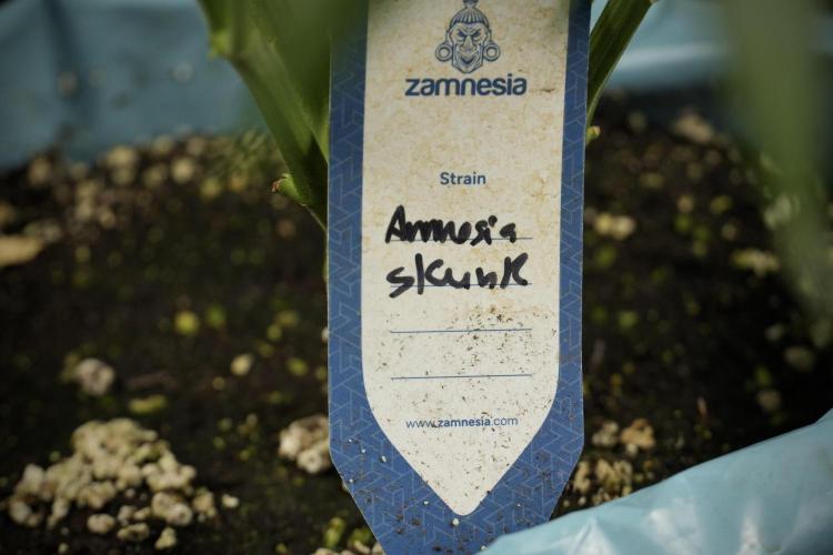 Amnesia Skunk The Zamnesia Way. Week 9 - Amnesia Skunk 12/12 from seed