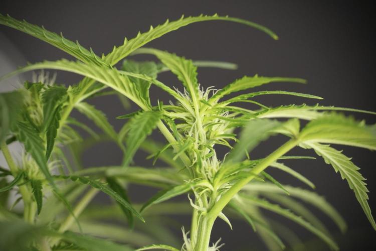 Amnesia Skunk The Zamnesia Way. Week 9 - Amnesia Skunk 12/12 from seed