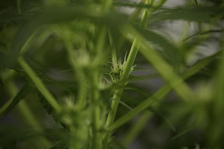 Amnesia Skunk The Zamnesia Way. Week 9 - Amnesia Skunk 12/12 from seed