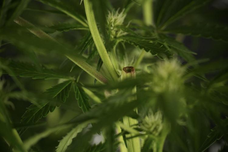 Amnesia Skunk The Zamnesia Way. Week 9 - Amnesia Skunk 12/12 from seed