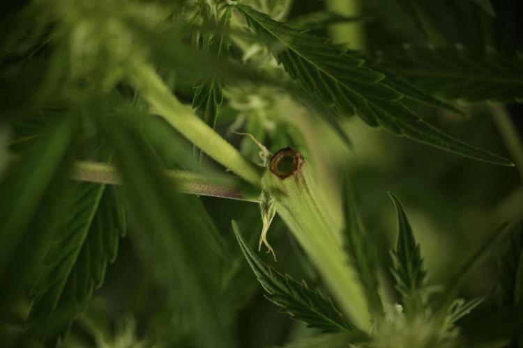 Amnesia Skunk The Zamnesia Way. Week 9 - Amnesia Skunk 12/12 from seed