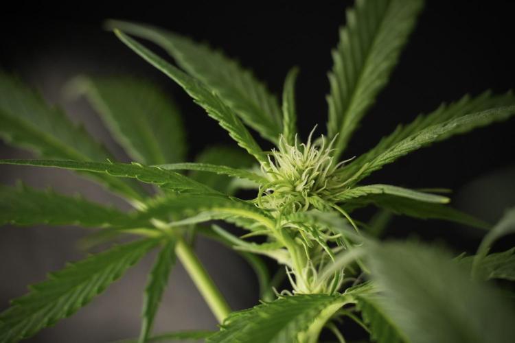 Amnesia Skunk The Zamnesia Way. Week 9 - Amnesia Skunk 12/12 from seed