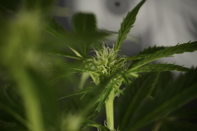 Amnesia Skunk The Zamnesia Way. Week 9 - Amnesia Skunk 12/12 from seed