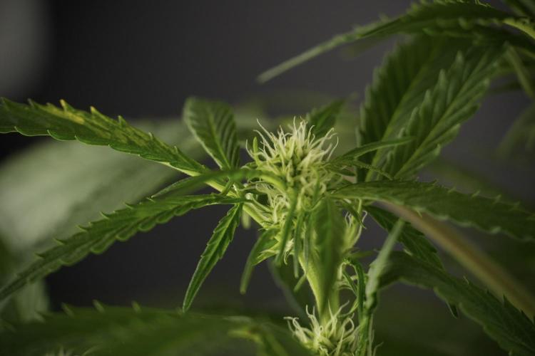 Amnesia Skunk The Zamnesia Way. Week 9 - Amnesia Skunk 12/12 from seed