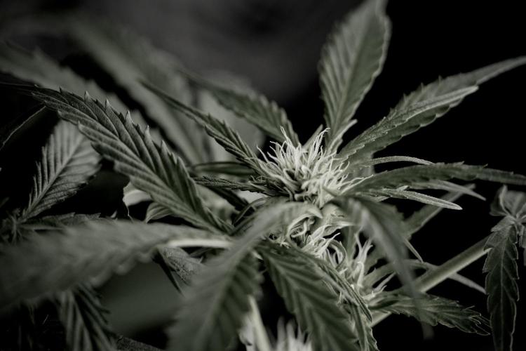 Amnesia Skunk The Zamnesia Way. Week 9 - Amnesia Skunk 12/12 from seed