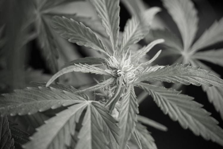 Amnesia Skunk The Zamnesia Way. Week 9 - Amnesia Skunk 12/12 from seed