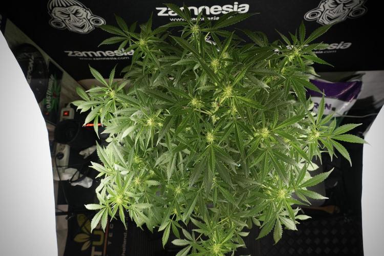 Amnesia Skunk The Zamnesia Way. Week 9 - Amnesia Skunk 12/12 from seed