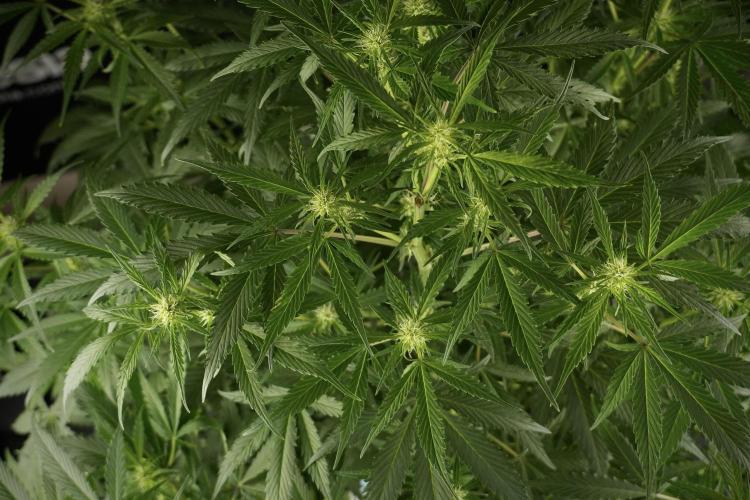 Amnesia Skunk The Zamnesia Way. Week 9 - Amnesia Skunk 12/12 from seed