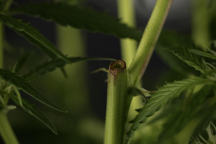 Amnesia Skunk The Zamnesia Way. Week 9 - Amnesia Skunk 12/12 from seed