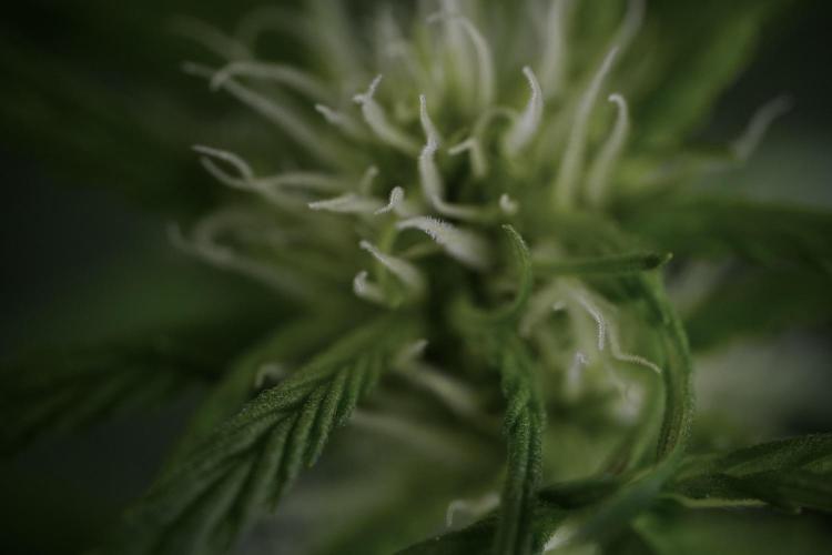 Amnesia Skunk The Zamnesia Way. Week 9 - Amnesia Skunk 12/12 from seed