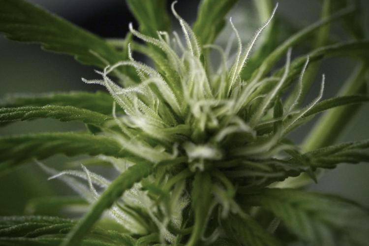 Amnesia Skunk The Zamnesia Way. Week 9 - Amnesia Skunk 12/12 from seed
