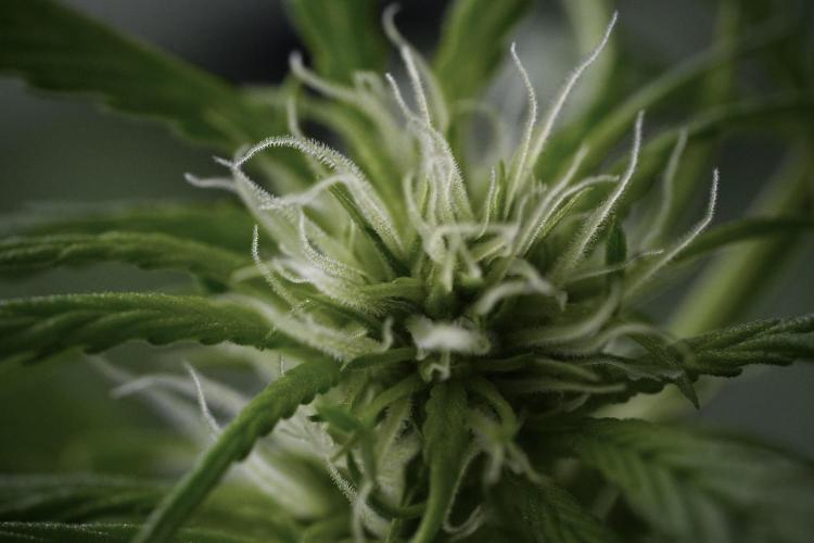 Amnesia Skunk The Zamnesia Way. Week 9 - Amnesia Skunk 12/12 from seed