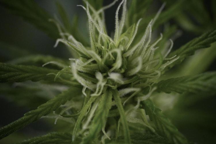 Amnesia Skunk The Zamnesia Way. Week 9 - Amnesia Skunk 12/12 from seed