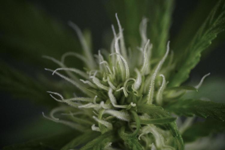 Amnesia Skunk The Zamnesia Way. Week 9 - Amnesia Skunk 12/12 from seed